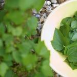 Как смородиновые листья насушить на всю зиму и сохранить витамины