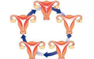 Менструальный цикл: что это такое, длительность, норма, сбои, нарушения